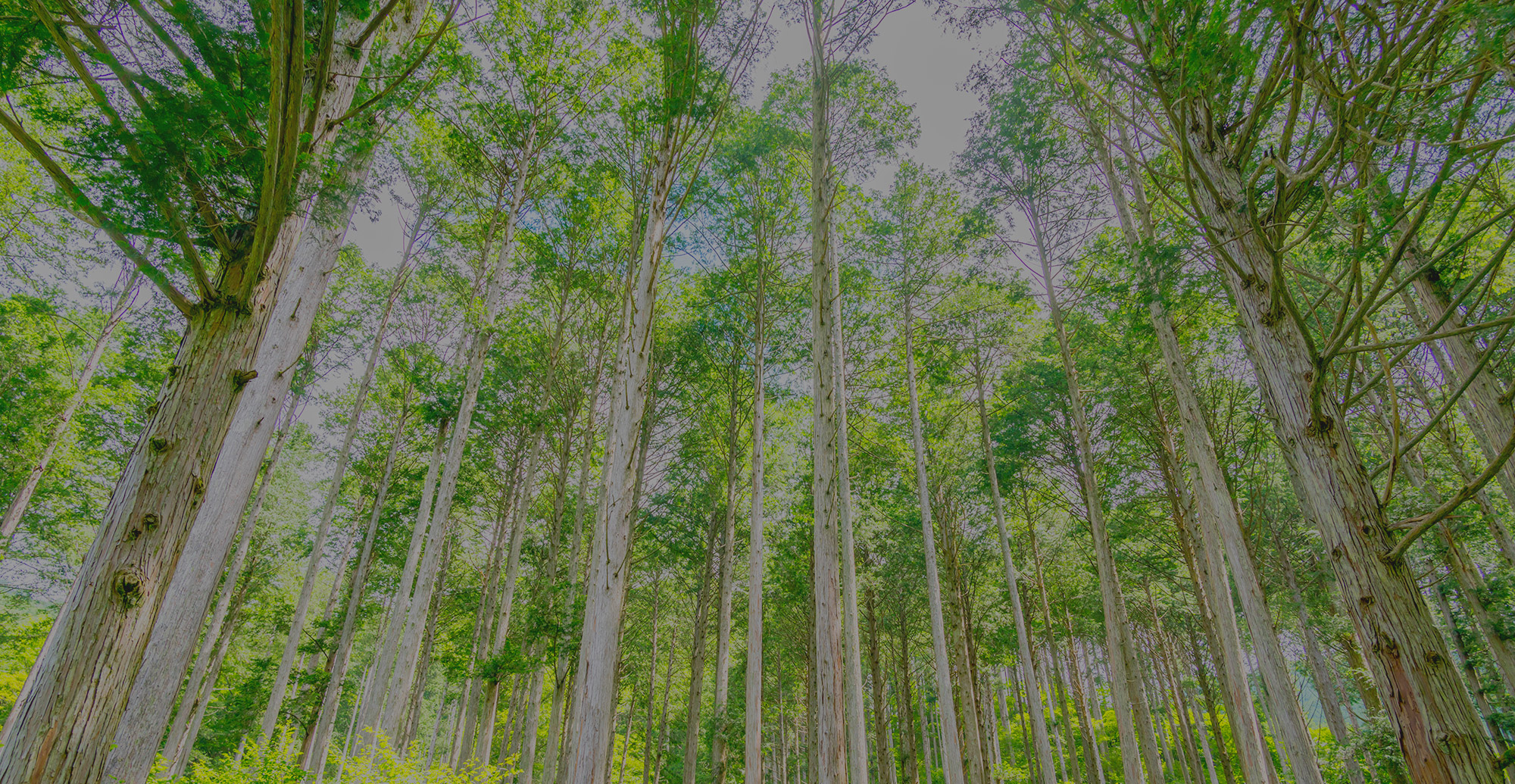 有限会社洲濱林業